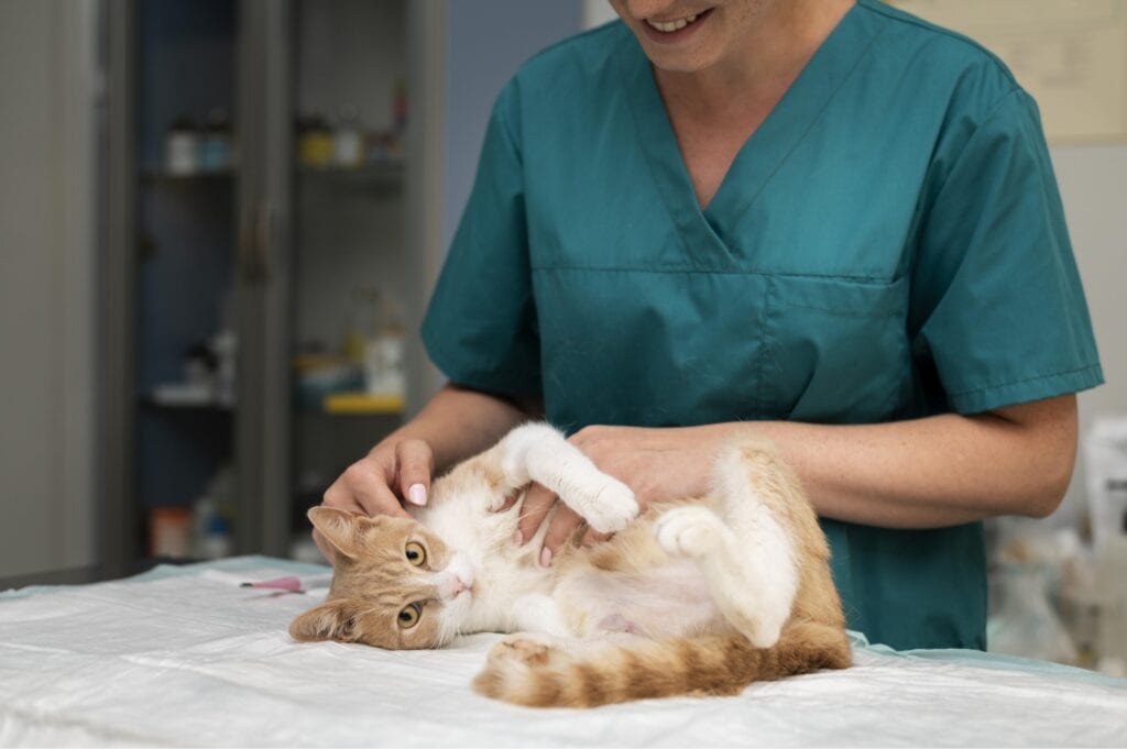 vet cat consultation 1