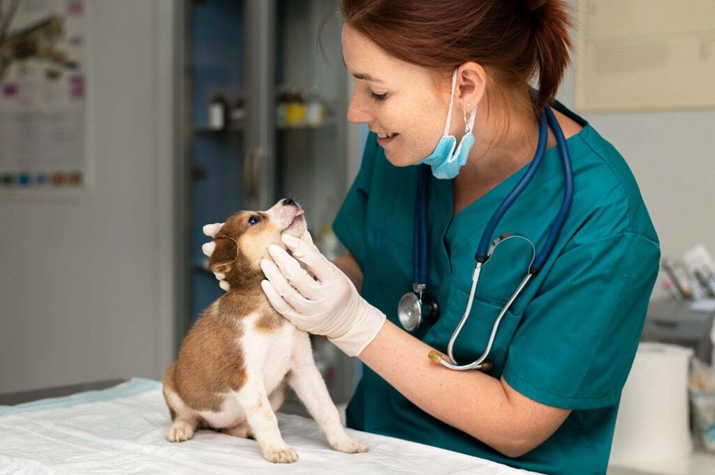 vet photo 03