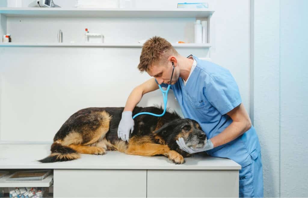 vet photo 05