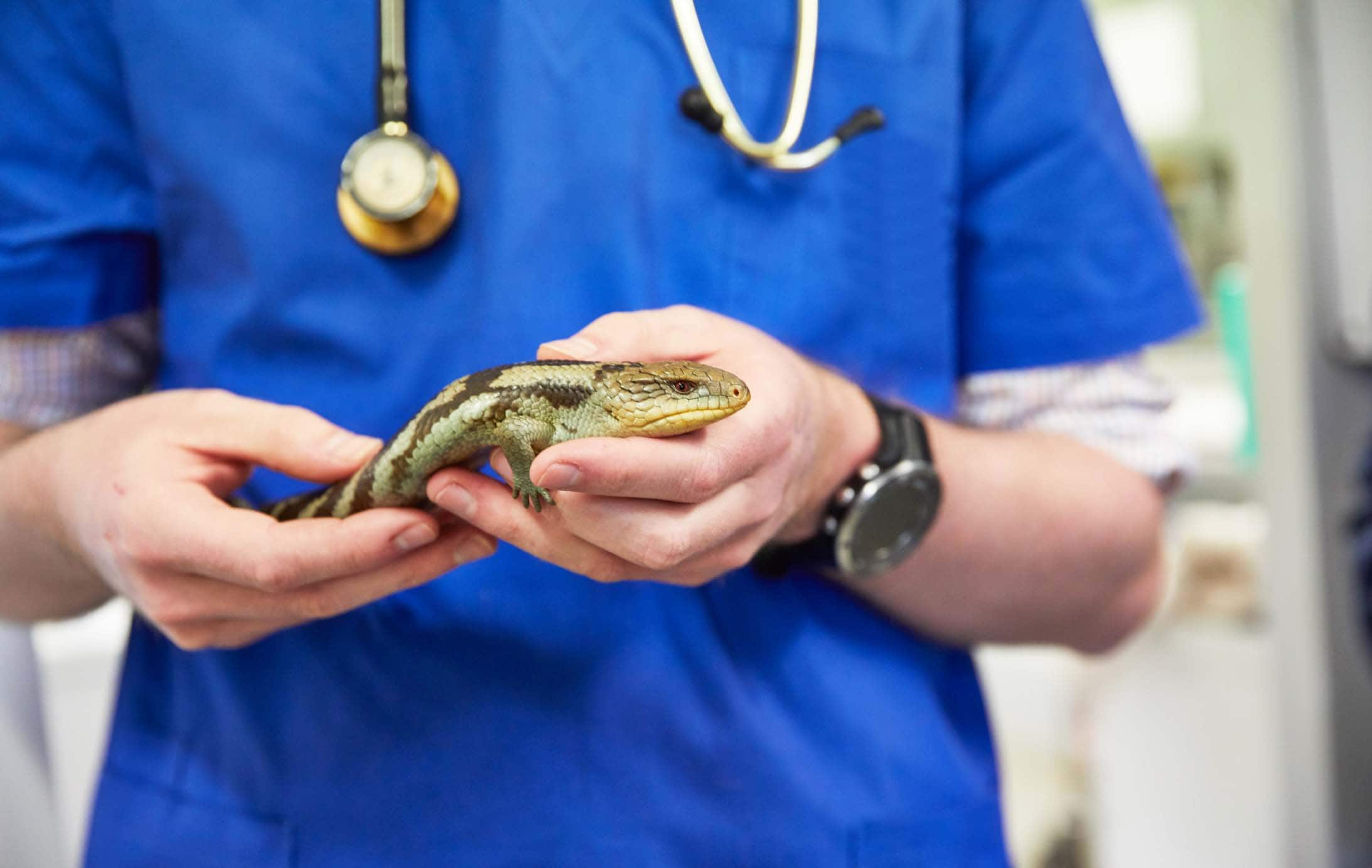vet reptile